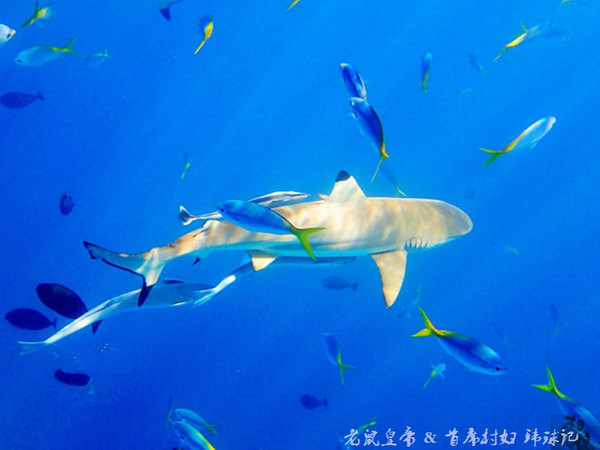 帕劳世界七大海底奇观,帕劳夕阳奇观图片