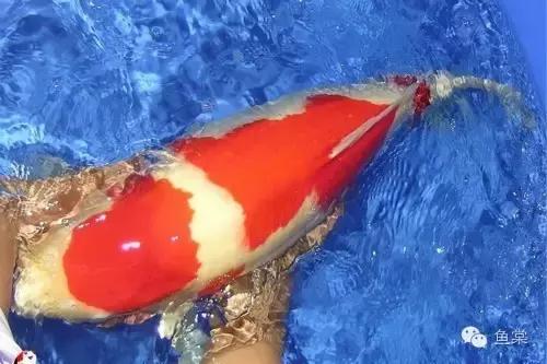 选锦鲤必须具备几个条件,挑选红白锦鲤你必须留意七个要点