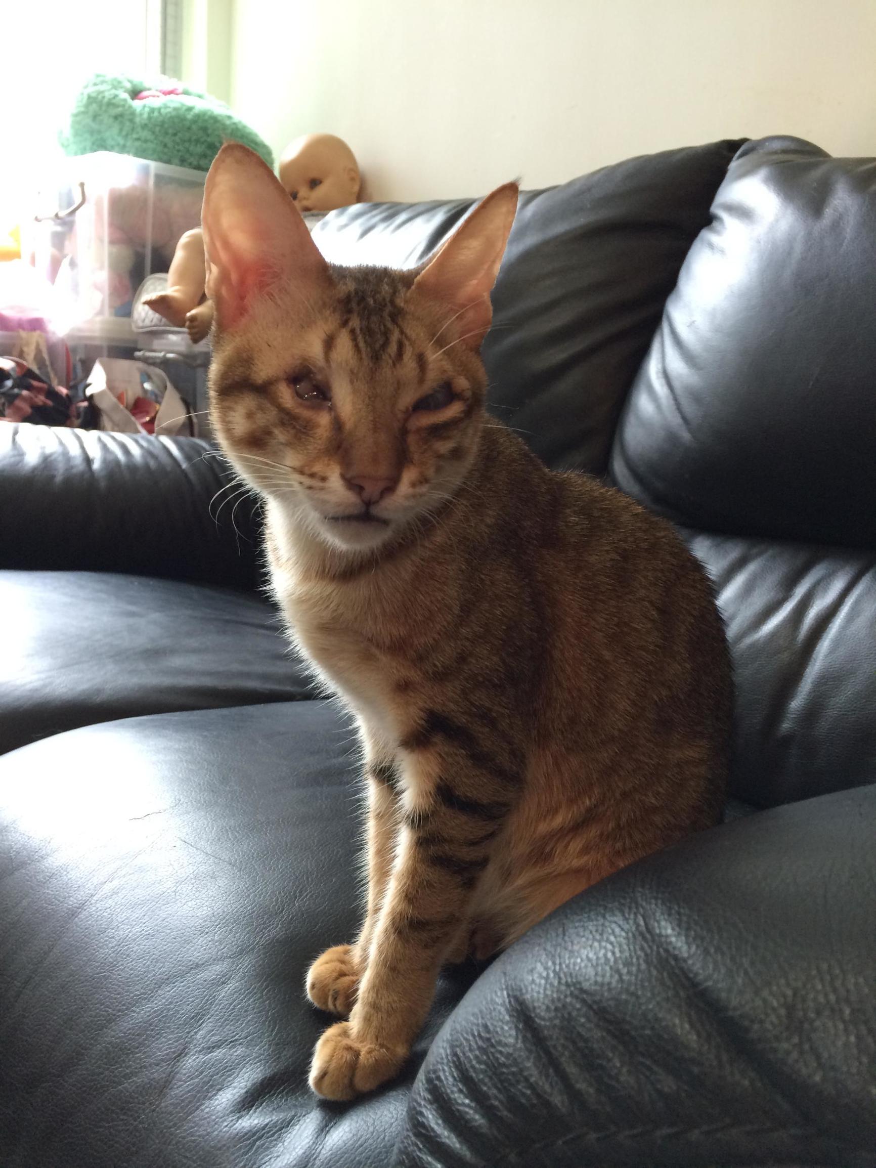 这个香港女孩，是20只残疾猫咪的妈妈：“我会照顾它们到老”