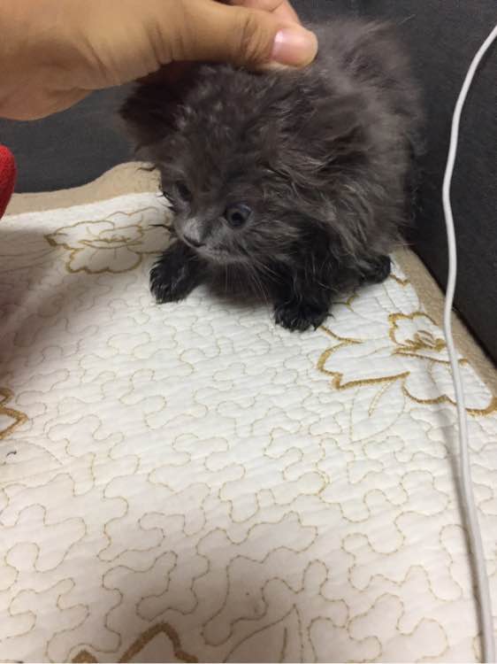 200元买蓝猫火了,200块钱买了一只蓝猫