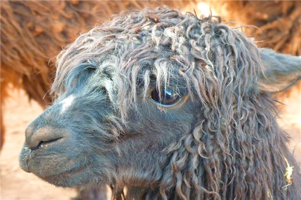 男人气血不足中医辨证,男人气血不足还能锻炼身体吗