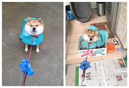 新旧“萌宠网红”哪家强？去问问那位做美甲的“腊肠”！