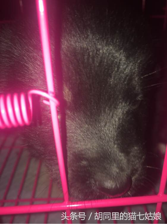 男子网上买哈士奇,网友在网上买了一只假的哈士奇