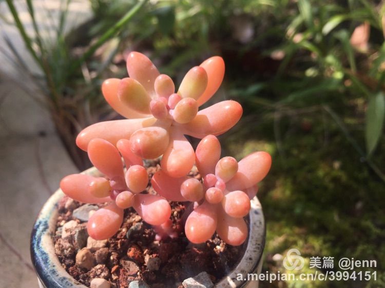 我的多肉小苗一直在露养用遮阳吗,露养冬天的第一盆多肉