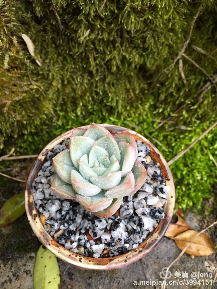 我的多肉小苗一直在露养用遮阳吗,露养冬天的第一盆多肉