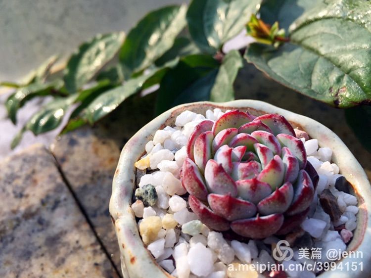 我的多肉小苗一直在露养用遮阳吗,露养冬天的第一盆多肉