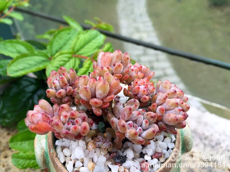 我的多肉小苗一直在露养用遮阳吗,露养冬天的第一盆多肉