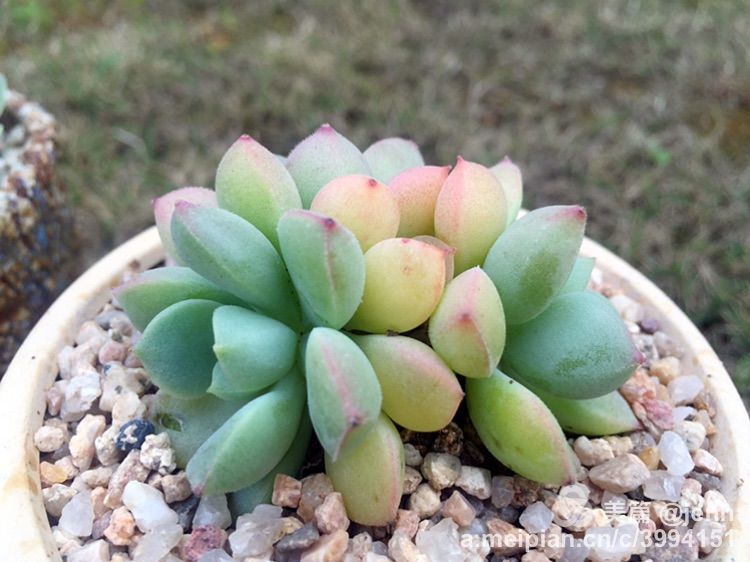 我的多肉小苗一直在露养用遮阳吗,露养冬天的第一盆多肉