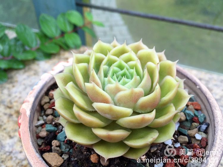 我的多肉小苗一直在露养用遮阳吗,露养冬天的第一盆多肉
