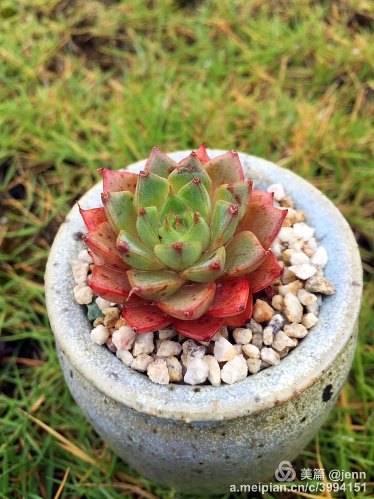 我的多肉小苗一直在露养用遮阳吗,露养冬天的第一盆多肉