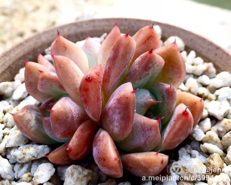 我的多肉小苗一直在露养用遮阳吗,露养冬天的第一盆多肉