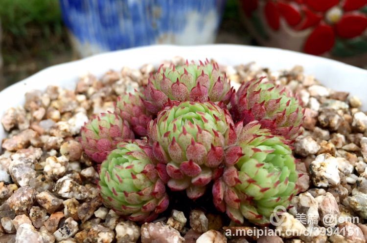 我的多肉小苗一直在露养用遮阳吗,露养冬天的第一盆多肉