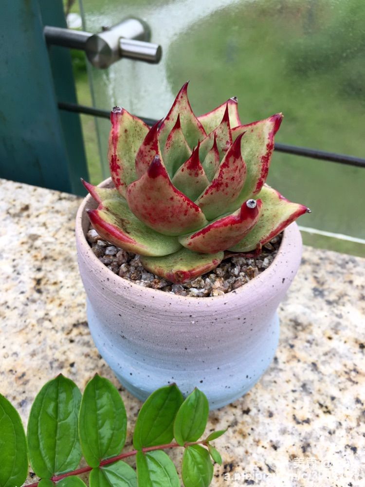 我的多肉小苗一直在露养用遮阳吗,露养冬天的第一盆多肉