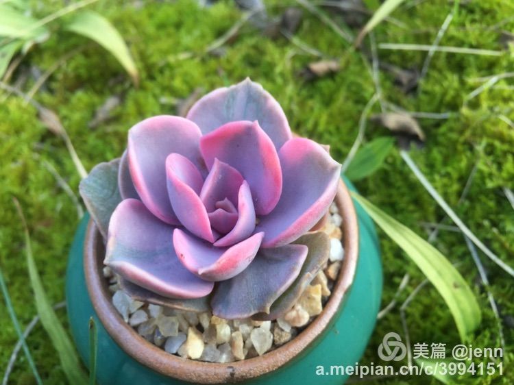 我的多肉小苗一直在露养用遮阳吗,露养冬天的第一盆多肉