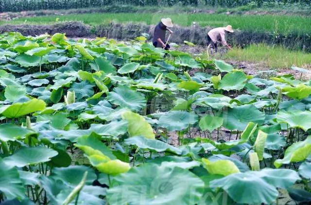 鱼缸种藕养泥鳅,种藕养泥鳅