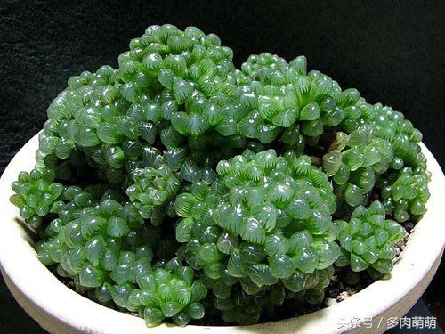 冰清玉洁的少女：冰灯玉露