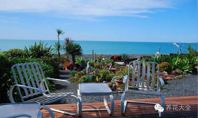 省下来的钱都用来种多肉了 (双十一福利多肉花盆)