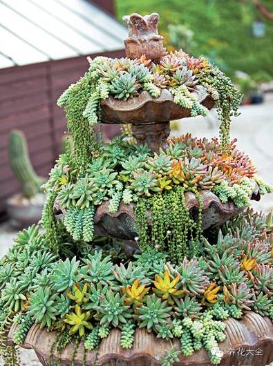 省下来的钱都用来种多肉了 (双十一福利多肉花盆)