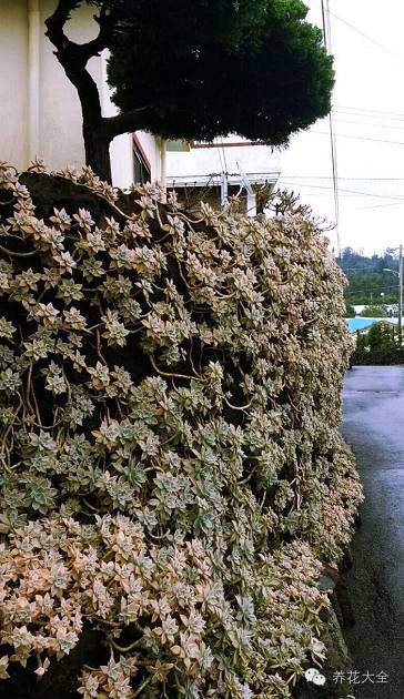 省下来的钱都用来种多肉了 (双十一福利多肉花盆)