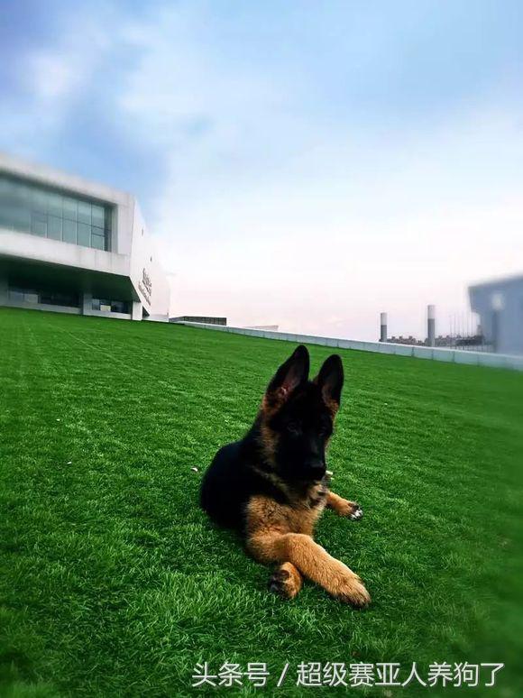 德国牧羊犬咬人还咬主人怎么办,德国牧羊犬咬人怎么办