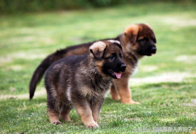 让狗狗远离你的声音,狗狗趴蹄纠正