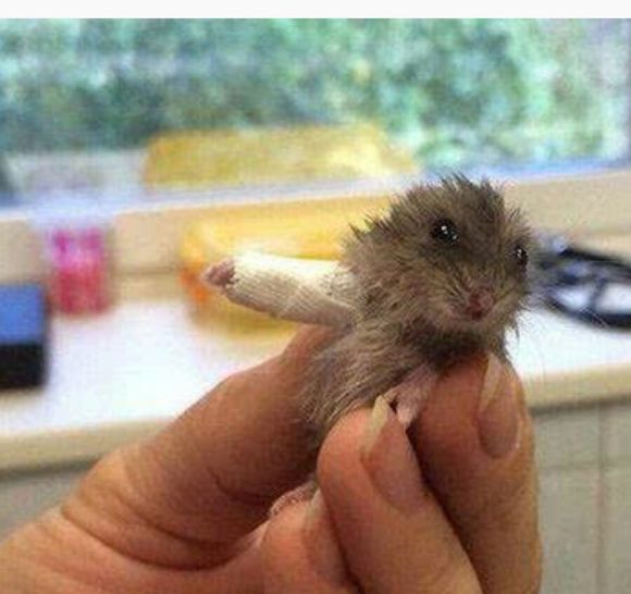 小仓鼠越狱了,仓鼠越狱的时候被压嘴巴歪了