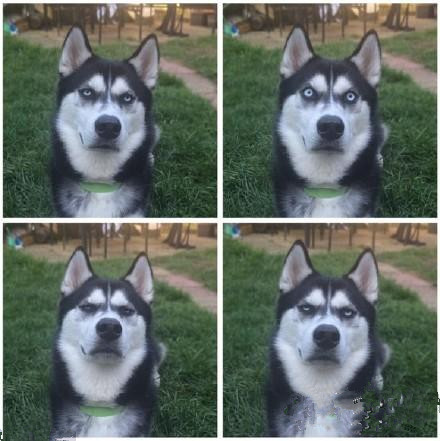 新旧“萌宠网红”哪家强？去问问那位做美甲的“腊肠”！