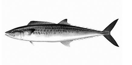 不剁手了，因为要去湛江吃美食了！不要拦我！