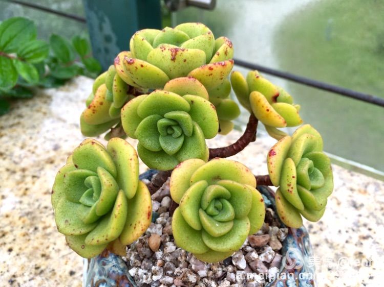 我的多肉小苗一直在露养用遮阳吗,露养冬天的第一盆多肉