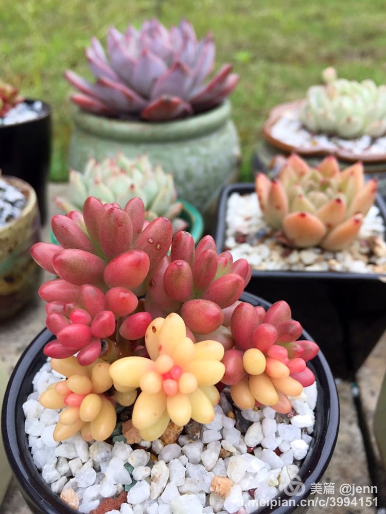 我的多肉小苗一直在露养用遮阳吗,露养冬天的第一盆多肉