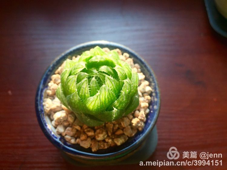 我的多肉小苗一直在露养用遮阳吗,露养冬天的第一盆多肉