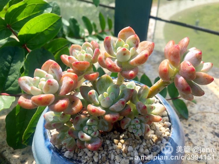 我的多肉小苗一直在露养用遮阳吗,露养冬天的第一盆多肉