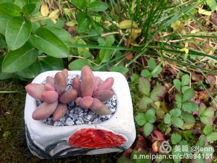 我的多肉小苗一直在露养用遮阳吗,露养冬天的第一盆多肉