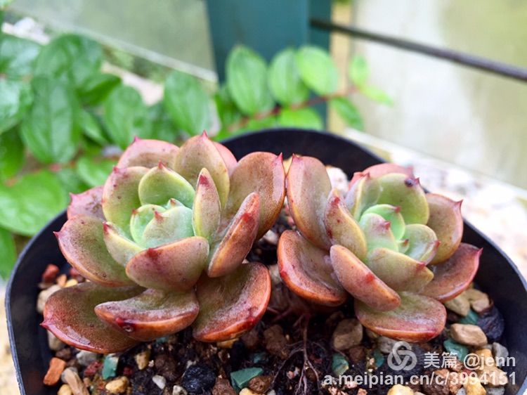 我的多肉小苗一直在露养用遮阳吗,露养冬天的第一盆多肉