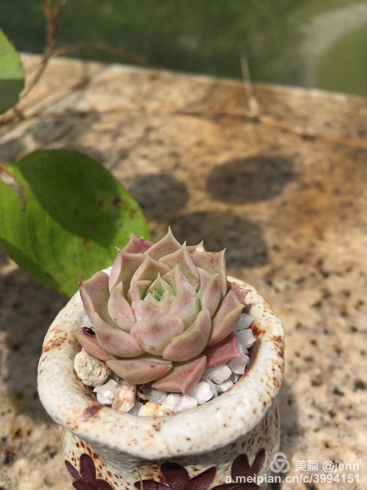 我的多肉小苗一直在露养用遮阳吗,露养冬天的第一盆多肉