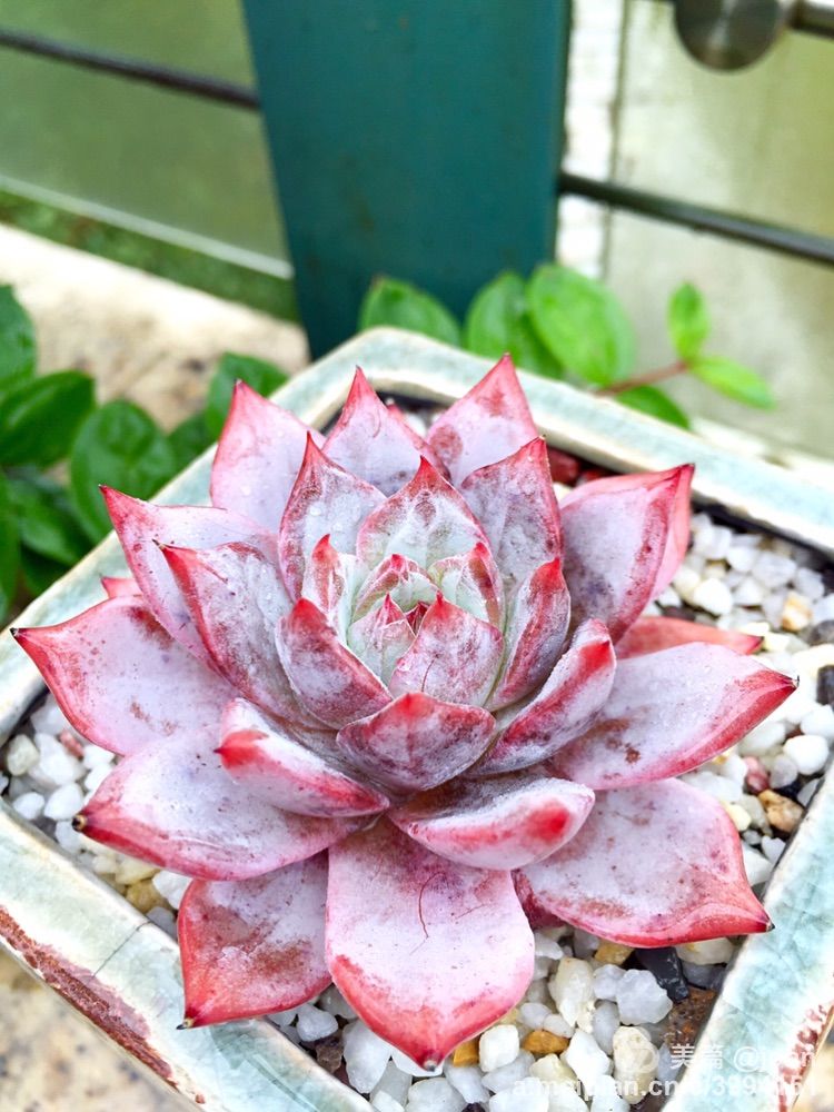 我的多肉小苗一直在露养用遮阳吗,露养冬天的第一盆多肉