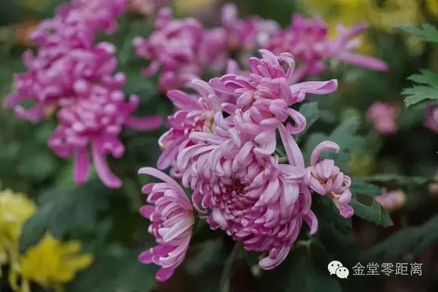 去金堂玉皇山养生谷耍一耍,金堂玉皇山一日游最佳路线