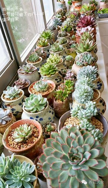 省下来的钱都用来种多肉了 (双十一福利多肉花盆)