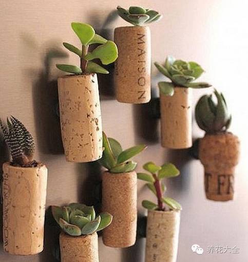 省下来的钱都用来种多肉了 (双十一福利多肉花盆)