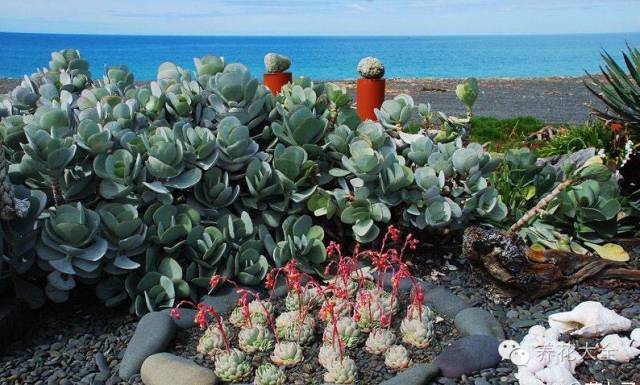 省下来的钱都用来种多肉了 (双十一福利多肉花盆)