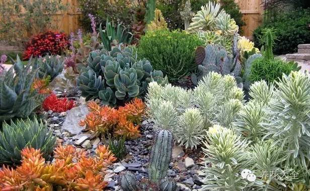 省下来的钱都用来种多肉了 (双十一福利多肉花盆)