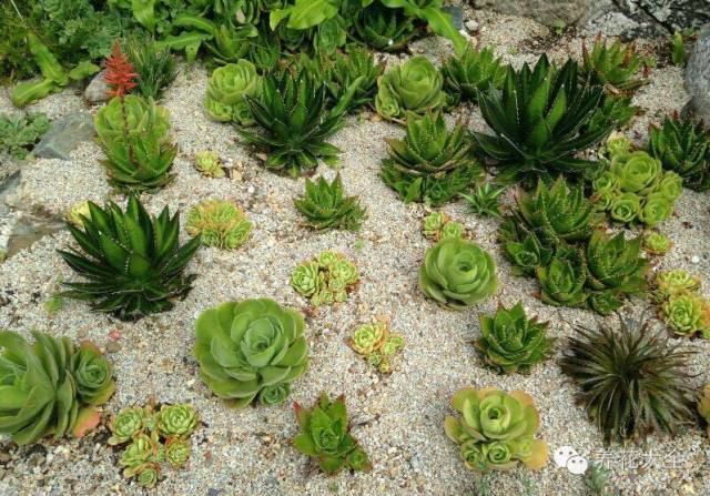 省下来的钱都用来种多肉了 (双十一福利多肉花盆)