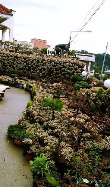 省下来的钱都用来种多肉了 (双十一福利多肉花盆)