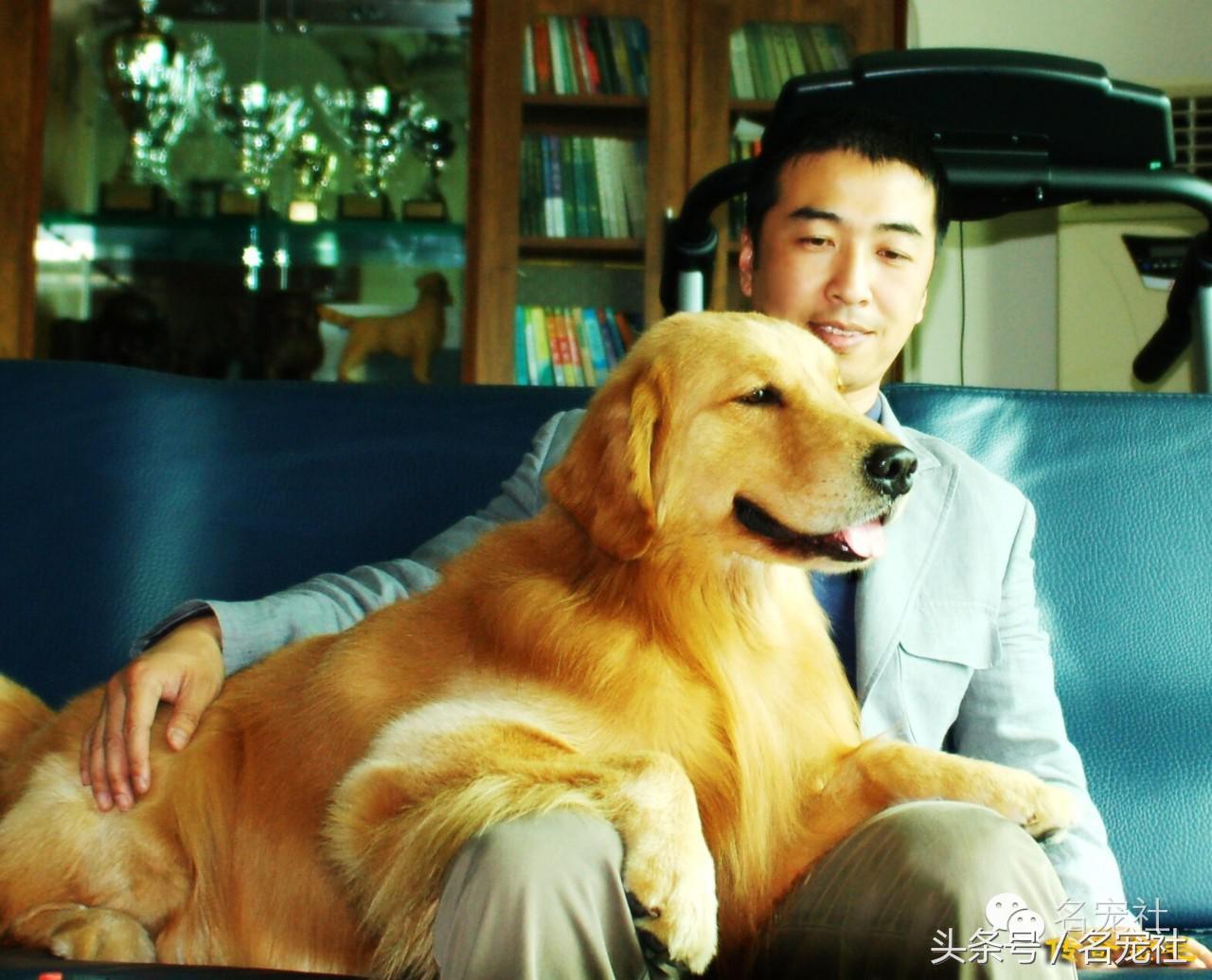 国内知名金毛犬舍有哪些品牌,有哪些犬舍主卖纯种金毛幼犬