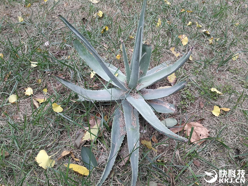 外媒评测华为mate9,华为mate9测评王者荣耀