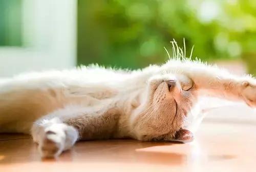 猫狗身上有癣是什么原因 (猫狗得癣)