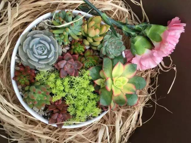 一个爱折腾的90后,多肉90后大叔