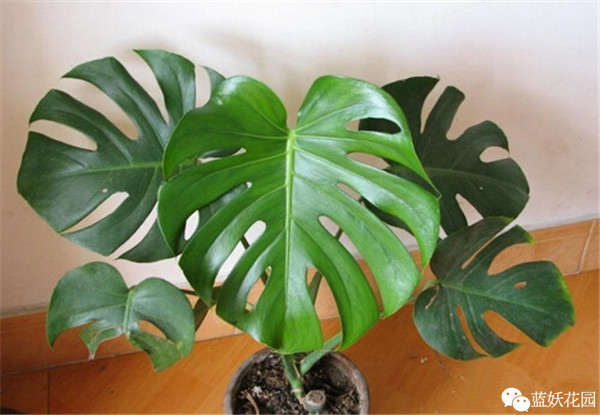 可以净化空气的室内盆栽植物,什么植物净化空气能力最强室内