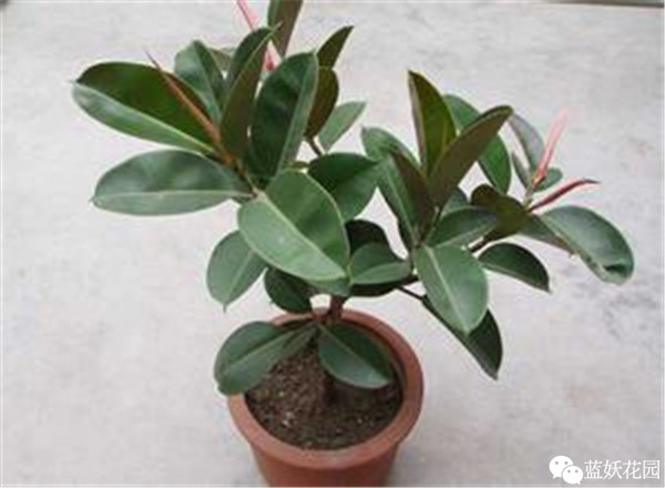 可以净化空气的室内盆栽植物,什么植物净化空气能力最强室内