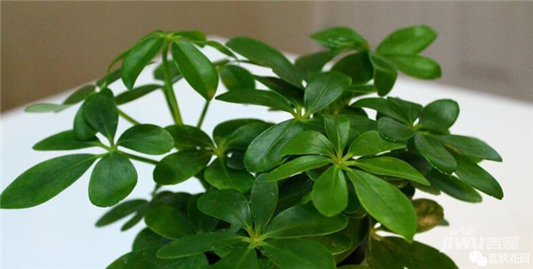 可以净化空气的室内盆栽植物,什么植物净化空气能力最强室内